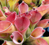 EARLY ACCESS > Heliamphora exappendiculata (Apc.) - "Ewok" AW * 01 * 12-15cm (bareroot)