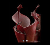 EARLY ACCESS > Heliamphora huberi (Angasima) x purpurascens AW * ISC * 10-12cm Adult pitchers (bareroot)
