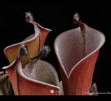 EARLY ACCESS > Heliamphora huberi (Angasima) x purpurascens AW * ISC * 10-12cm Adult pitchers (bareroot)