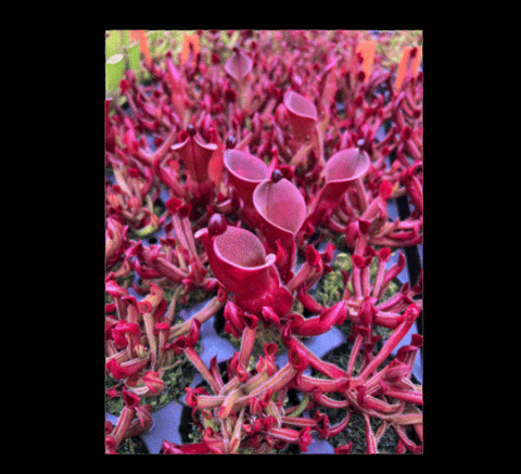 EARLY ACCESS > Heliamphora ionasi (Red Giant) x minor v. pilosa (MSG) AW * ISC * 5-7cm Juvenile pitchers (bareroot)