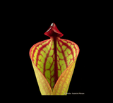 ULTRA RARE! COLLECTORS ITEM 🌟 Heliamphora Macdonaldae (Cerro Duida, Venezuela) ex Wistuba 📏 4-6cm Juvenile pitchers > Exact plant pictured