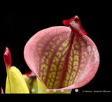 ULTRA RARE! COLLECTORS ITEM 🌟 Heliamphora Macdonaldae (Cerro Duida, Venezuela) ex Wistuba 📏 7-8cm Juvenile pitchers > Exact plant pictured