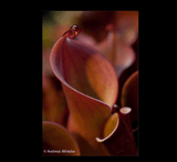 EARLY ACCESS > Heliamphora minor "Big Orange" AW * 01* 6-8cm Some adult pitchers (bareroot)