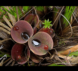 EARLY ACCESS > Heliamphora minor var. pilosa (Auyan) AW * 08 * 10-12cm Adult pitchers (bareroot)