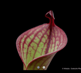 EARLY ACCESS > Heliamphora minor var. pilosa x macdonaldae * 09 * 6-8cm Adult pitchers (bareroot)
