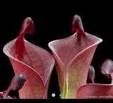 EARLY ACCESS > Heliamphora minor var. pilosa x macdonaldae * 09 * 6-8cm Adult pitchers (bareroot)