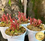 RARE! COLLECTORS ITEM:  Heliamphora sp. Minor * Small clump > Exact plants pictured