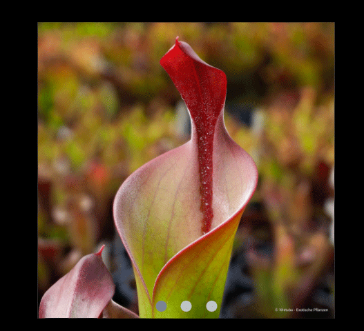 EARLY ACCESS > Heliamphora neblinae (Cerro Neblina, Braz. Ven.) AW * R_vir2 * 6-8cm Some adult pitchers (bareroot)