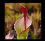 EARLY ACCESS > Heliamphora neblinae (Cerro Neblina, Braz. Ven.) AW * R_vir2 * 6-8cm Some adult pitchers (bareroot)
