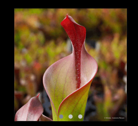 EARLY ACCESS > Heliamphora neblinae (Cerro Neblina, Braz. Ven.) AW * R_vir2 * 6-8cm Some adult pitchers (bareroot)