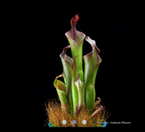 EARLY ACCESS > Heliamphora neblinae (Cerro Neblina, Braz. Ven.) AW * R_vir2 * 6-8cm Some adult pitchers (bareroot)
