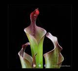 EARLY ACCESS > Heliamphora neblinae (Cerro Neblina, Braz. Ven.) AW * R_vir2 * 6-8cm Some adult pitchers (bareroot)