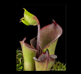 EARLY ACCESS > Heliamphora pulchella (Chimanta Tepui) AW * 01 * 6-8cm Adult pitchers (bareroot)