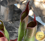 COLLECTORS ITEM 🌟 Heliamphora Sarracenioides x Minor Burgundy Black ex Wistuba > Exact plant pictured