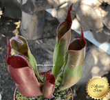 COLLECTORS ITEM 🌟 Heliamphora Sarracenioides x Minor Burgundy Black ex Wistuba > Exact plant pictured
