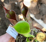 COLLECTORS ITEM 🌟 Heliamphora Sarracenioides x Minor Burgundy Black AW > Exact plant pictured