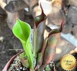 COLLECTORS ITEM 🌟 Heliamphora Sarracenioides x Minor Burgundy Black AW > Exact plant pictured