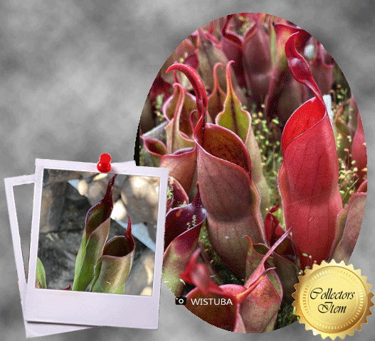 Heliamphora Sarracenioides x Minor Burgundy Black • Mature, Flowering size • Wistuba