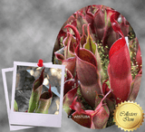 COLLECTORS ITEM 🌟 Heliamphora Sarracenioides x Minor Burgundy Black ex Wistuba > Exact plant pictured