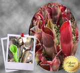 COLLECTORS ITEM 🌟 Heliamphora Sarracenioides x Minor Burgundy Black AW > Exact plant pictured