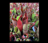 COLLECTORS ITEM 🌟 Heliamphora Sarracenioides x Minor Burgundy Black AW > Exact plant pictured