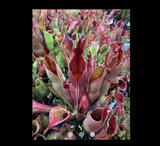 COLLECTORS ITEM 🌟 Heliamphora Sarracenioides x Minor Burgundy Black AW > Exact plant pictured