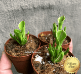 RARE! SUN PITCHER:  Heliamphora sp. Minor (Potted plant) > Exact plants pictured