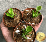 RARE! SUN PITCHER:  Heliamphora sp. Minor (Potted plant) > Exact plants pictured