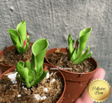 RARE! SUN PITCHER:  Heliamphora sp. Minor (Potted plant) > Exact plants pictured