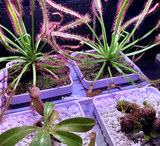 Hydroponic Smart Herb Garden (with built-in timer) > Great for indoor carnivorous plants!