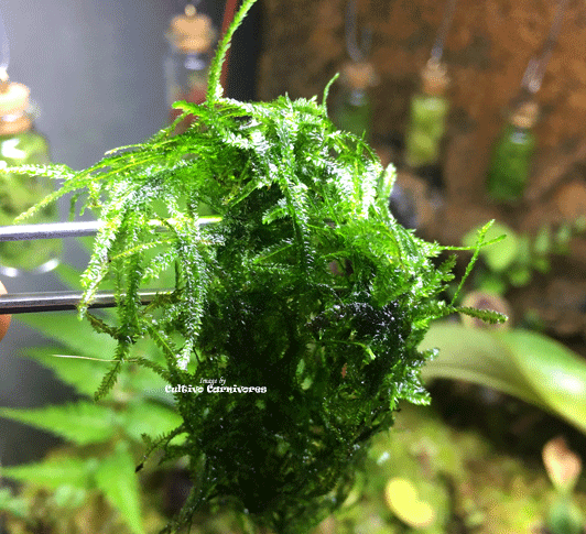 Java Moss Container Buy Java Moss for Terrariums Online | Cultivo Carnivores South Africa