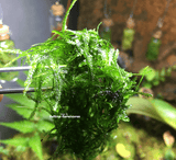 JAVA MOSS > Limited release