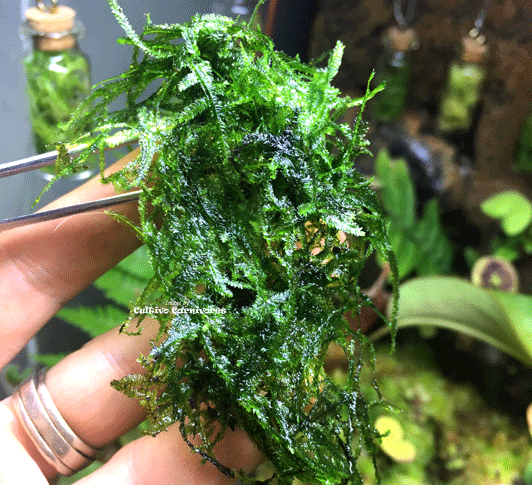 Java Moss Container Buy Java Moss for Terrariums Online | Cultivo Carnivores South Africa