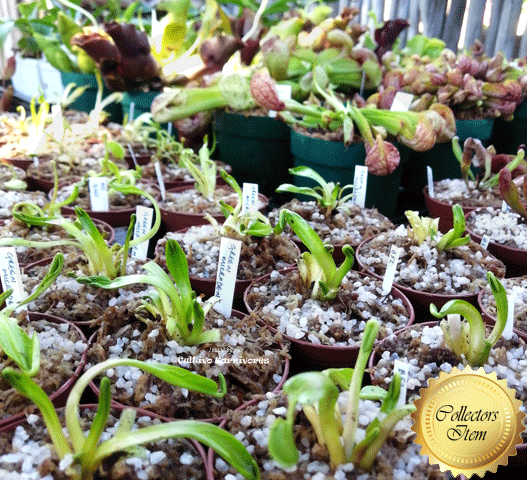 EARLY ACCESS > Venus Flytrap Flaming Lips {#22-12-28-04/04} 📏 Near Flowering size * L Winter bulb 🌱 Bareroot