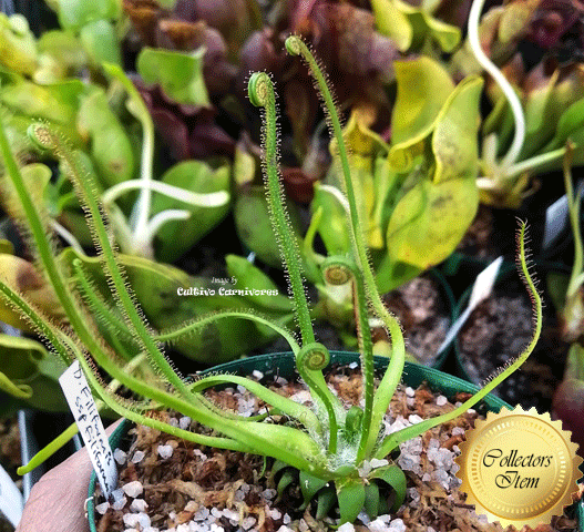 Threadleaf Sundew Range Drosera filiformis ssp filiformis | Rare sundews for sale South Africa ...