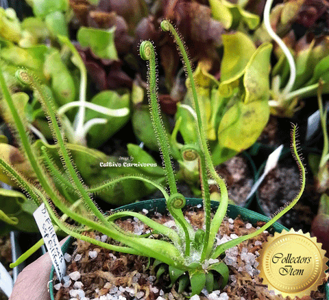 EARLY ACCESS > Drosera Filiformis ssp filiformis {#22-12-25-05/11} 📏 Flowering size 1st spring traps 🌱 Bareroot