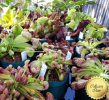 EARLY ACCESS > Sarracenia Psittacina var okefenokeensis giant loc Liberty Co {#22-12-25-15/101} 📏 14-16cm 🌱 Bareroot