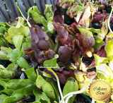 EARLY ACCESS > Sarracenia Purpurea ssp purpurea "Sorrow" {#22-12-25-16/121} 📏 XL Flowering Size * Dormant Rhizome 🌱 Bareroot