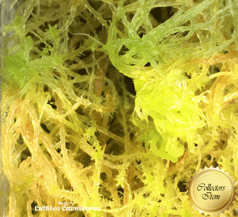 LIVE SPHAGNUM MOSS:  Species Subnitens CC#A61 for sale | Buy carnivorous plants and seeds online @ South Africa's leading online plant nursery, Cultivo Carnivores