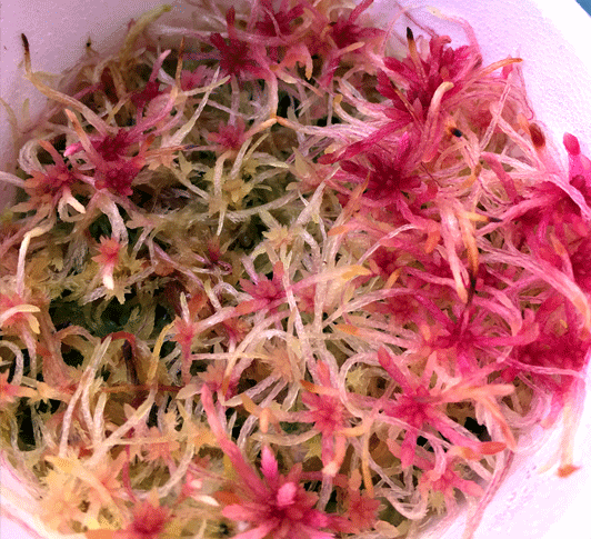 LIVE SPHAGNUM MOSS:  Mixed Species (Mostly Red) for sale | Buy carnivorous plants and seeds online @ South Africa's leading online plant nursery, Cultivo Carnivores