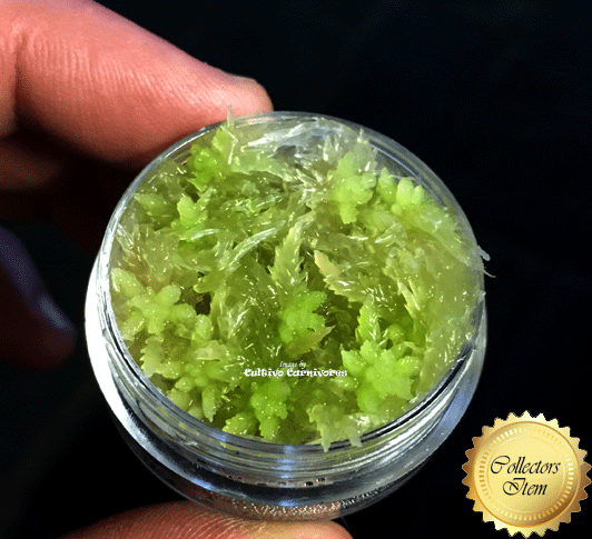 LIVE SPHAGNUM MOSS: Mixed Species (Mostly Green) for sale | Buy carnivorous plants and seeds online @ South Africa's leading online plant nursery, Cultivo Carnivores