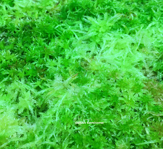 LIVE SPHAGNUM MOSS:  Mixed Species (Mostly Green) for sale | Buy carnivorous plants and seeds online @ South Africa's leading online plant nursery, Cultivo Carnivores