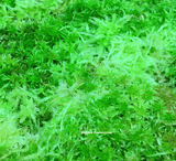 LIVE SPHAGNUM MOSS:  Mixed Species (Mostly Green) for sale | Buy carnivorous plants and seeds online @ South Africa's leading online plant nursery, Cultivo Carnivores