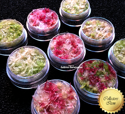 LIVE SPHAGNUM MOSS: Mixed Species (Mostly Red) for sale | Buy carnivorous plants and seeds online @ South Africa's leading online plant nursery, Cultivo Carnivores