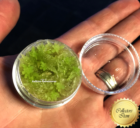 LIVE SPHAGNUM MOSS: Mixed Species (Mostly Green) for sale | Buy carnivorous plants and seeds online @ South Africa's leading online plant nursery, Cultivo Carnivores