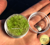 LIVE SPHAGNUM MOSS: Mixed Species (Mostly Green) for sale | Buy carnivorous plants and seeds online @ South Africa's leading online plant nursery, Cultivo Carnivores