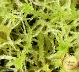 LIVE SPHAGNUM MOSS:  Species Girgensohnii CC#A61 for sale | Buy carnivorous plants and seeds online @ South Africa's leading online plant nursery, Cultivo Carnivores