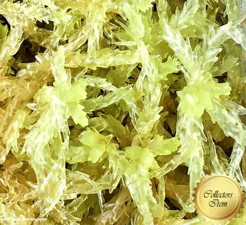 LIVE SPHAGNUM MOSS:  Species Papillosum CC#P21 for sale | Buy carnivorous plants and seeds online @ South Africa's leading online plant nursery, Cultivo Carnivores