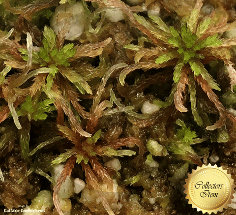 LIVE SPHAGNUM MOSS:  Species Capillifolium CC#A51 for sale | Buy carnivorous plants and seeds online @ South Africa's leading online plant nursery, Cultivo Carnivores