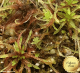 LIVE SPHAGNUM MOSS:  Species Capillifolium CC#A52 for sale | Buy carnivorous plants and seeds online @ South Africa's leading online plant nursery, Cultivo Carnivores